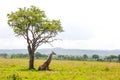 Giraffe lays under the tree Royalty Free Stock Photo
