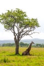 Giraffe lays under the tree Royalty Free Stock Photo