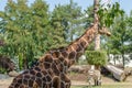 The Giraffe leaves in the Wroclaw Zoo. Two zebras on the background. Side view