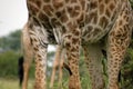Giraffe legs Royalty Free Stock Photo