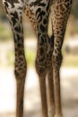 Giraffe legs Royalty Free Stock Photo