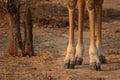 Giraffe legs near trunk in game drive Royalty Free Stock Photo