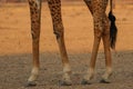 Giraffe legs Royalty Free Stock Photo