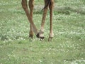 giraffe legs Royalty Free Stock Photo