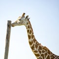 Young Giraffe licking a tall wooden pole