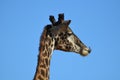 Giraffe Licking the Tip of His Nose