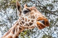 Giraffe licking with tongue in kenya