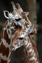 Giraffe licks its mother& x27;s neck at the Chapultepec Zoo in Mexico City Wednesday May 6 2015. Mexican Royalty Free Stock Photo