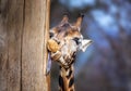 A giraffe licks a tree trunk with its long tongue Royalty Free Stock Photo