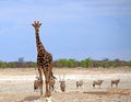 Giraffe with a line of Oryx in the background