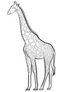 giraffe head. linear illustration, element for coloring page Royalty Free Stock Photo