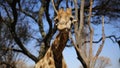 Giraffe at Lion Park in South Africa