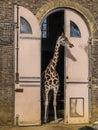 Giraffe at the door in the London Zoo.