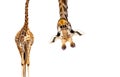 Giraffe with long head look upside down on white Royalty Free Stock Photo