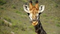 Giraffe with long lashes