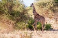 Giraffe is walking through the bush of Kenya Royalty Free Stock Photo