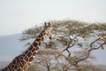 Giraffe is looking away