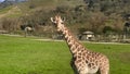 Giraffe looking Royalty Free Stock Photo