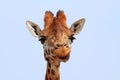 Giraffe looking into camera Royalty Free Stock Photo