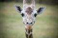 Giraffe Looking Into Camera