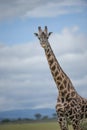 Giraffe looking at camera from right, with blue sky in background Royalty Free Stock Photo