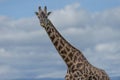 Giraffe looking at camera from right Royalty Free Stock Photo