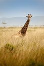 Giraffe looking at camera