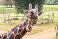 Giraffe looking at Cotswolds wildlife park and Gardens Royalty Free Stock Photo