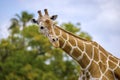 Giraffe Looking Down