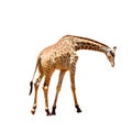 Giraffe looking down on white background