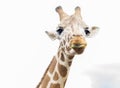 Giraffe in the zoo with long neck looking down Royalty Free Stock Photo