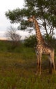 Giraffe looking for food in the morning hours in south africa Royalty Free Stock Photo