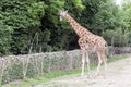 The giraffe is looking for food on the trees Royalty Free Stock Photo