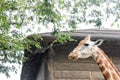 Giraffe looking through a high wooden fence at Sydney Zoo