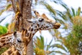 A giraffe looking and listening on tropical background with Palms. Royalty Free Stock Photo