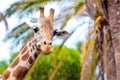 A giraffe looking and listening on tropical background with Palms. Royalty Free Stock Photo