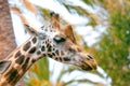 A giraffe looking and listening on tropical background with Palms. Royalty Free Stock Photo