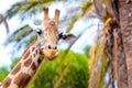 A giraffe looking and listening on tropical background with Palms. Royalty Free Stock Photo