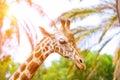 A giraffe looking and listening on tropical background with Palms. Royalty Free Stock Photo