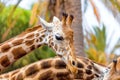 A giraffe looking and listening on tropical background with Palms. Royalty Free Stock Photo