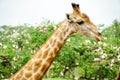 A giraffe looking and listening Royalty Free Stock Photo