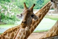 A giraffe looking and listening.1 Royalty Free Stock Photo