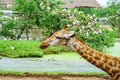 A giraffe looking and listening. Royalty Free Stock Photo