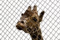 Giraffe looking through metallic nett Royalty Free Stock Photo