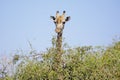 Giraffe Looking over a Bush