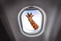 Giraffe looking through a plane`s window