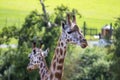 Giraffe on the lookout, England Royalty Free Stock Photo