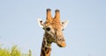 Giraffe on lookout Royalty Free Stock Photo