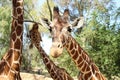 Giraffe looks at the camera
