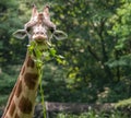 Giraffe looks into the camera